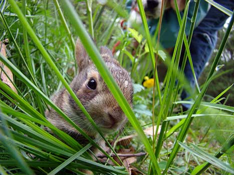 Bunny looking at viewer through grass