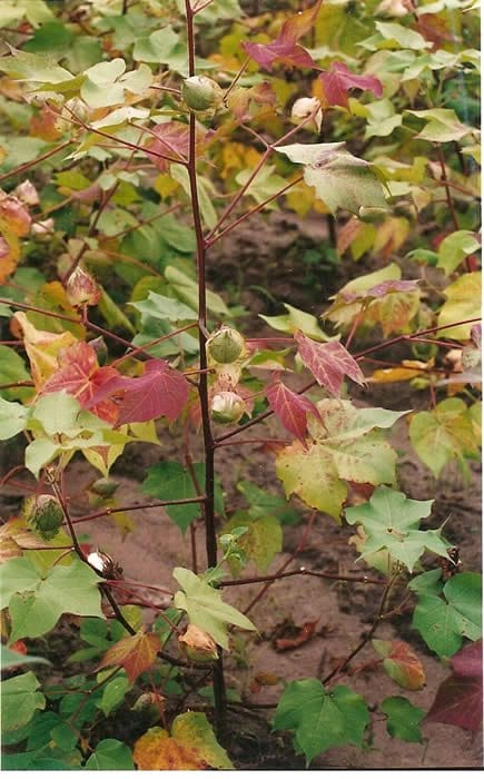 Coton colors by Sara Buck