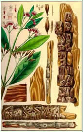 Illustrations of plants and wood