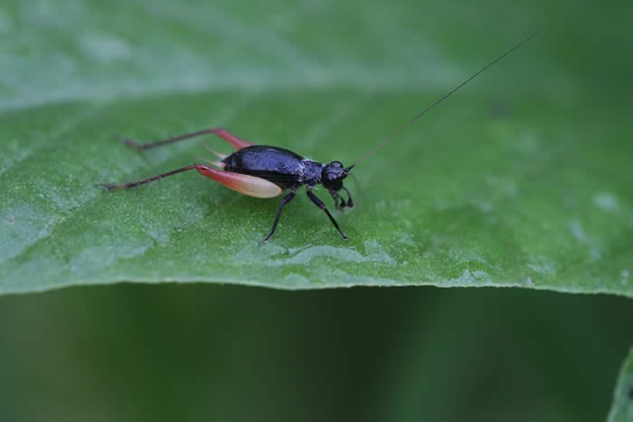 Cricket, Photography by Muhammad Mahdi Karim 