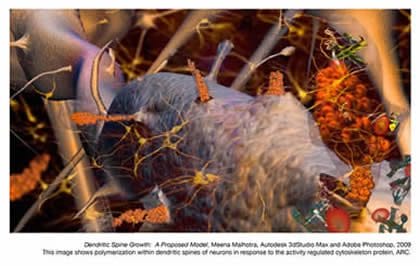 Dendritic Spine Growth