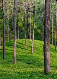 Image of trees in a forest