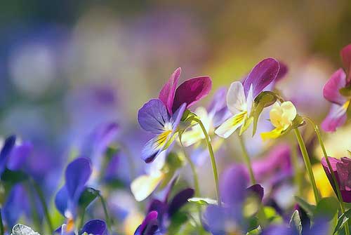 Purple, blue, and white violets