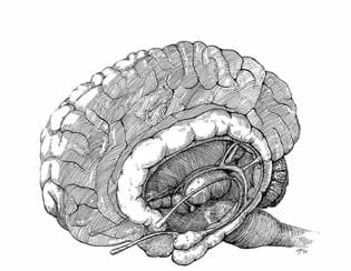 The Limbic System