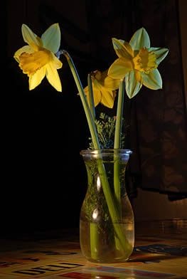 Daffodils in a vase