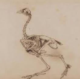 Bird skeleton