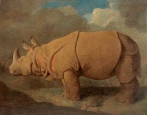 Rhinoceros