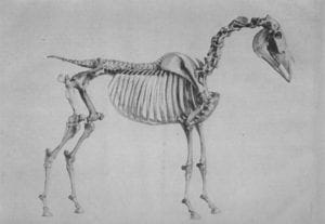Horse skeleton