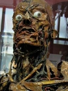 Images in this group are of an embalmed human and horse without skin