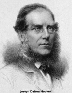 Etching of Joseph Dalton Hooker, member of the X club