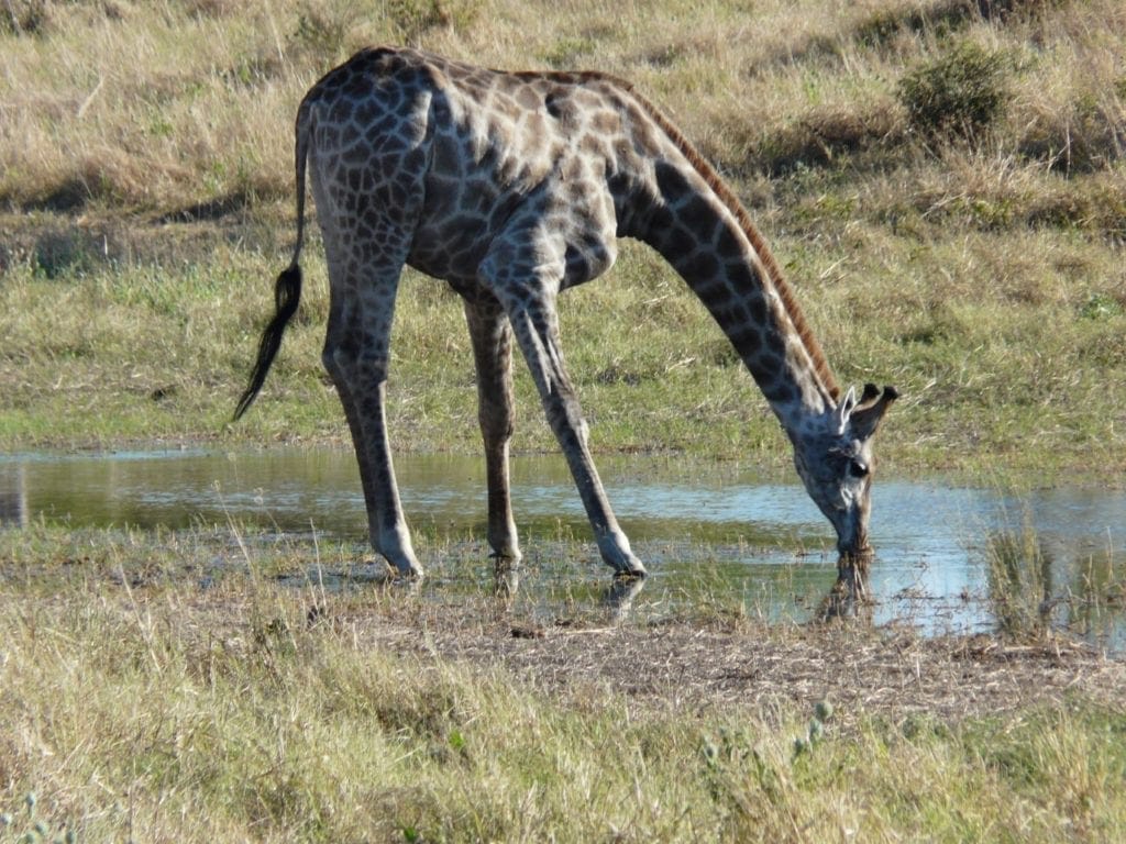 A dark striped giraffe