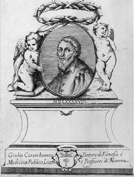 Portrait of Julius Caesar Arantius