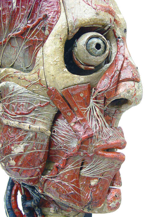 Model of the human head sculpted by Louis Thomas Jerôme Auzoux