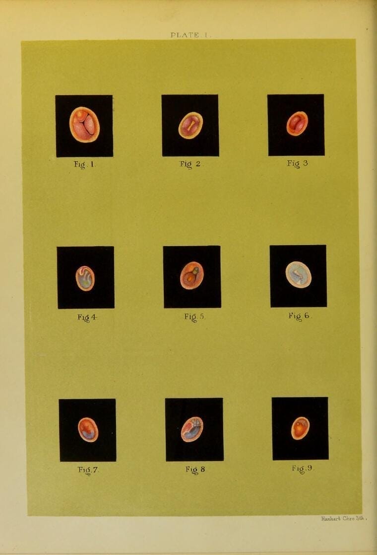 Lithographs drawn from illustrations by Margaret Boole