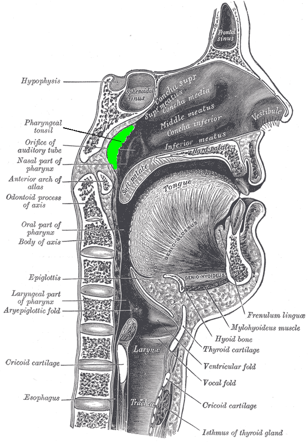 Adenoids, or the pharyngeal tonsils, are in the back of the nasal cavity