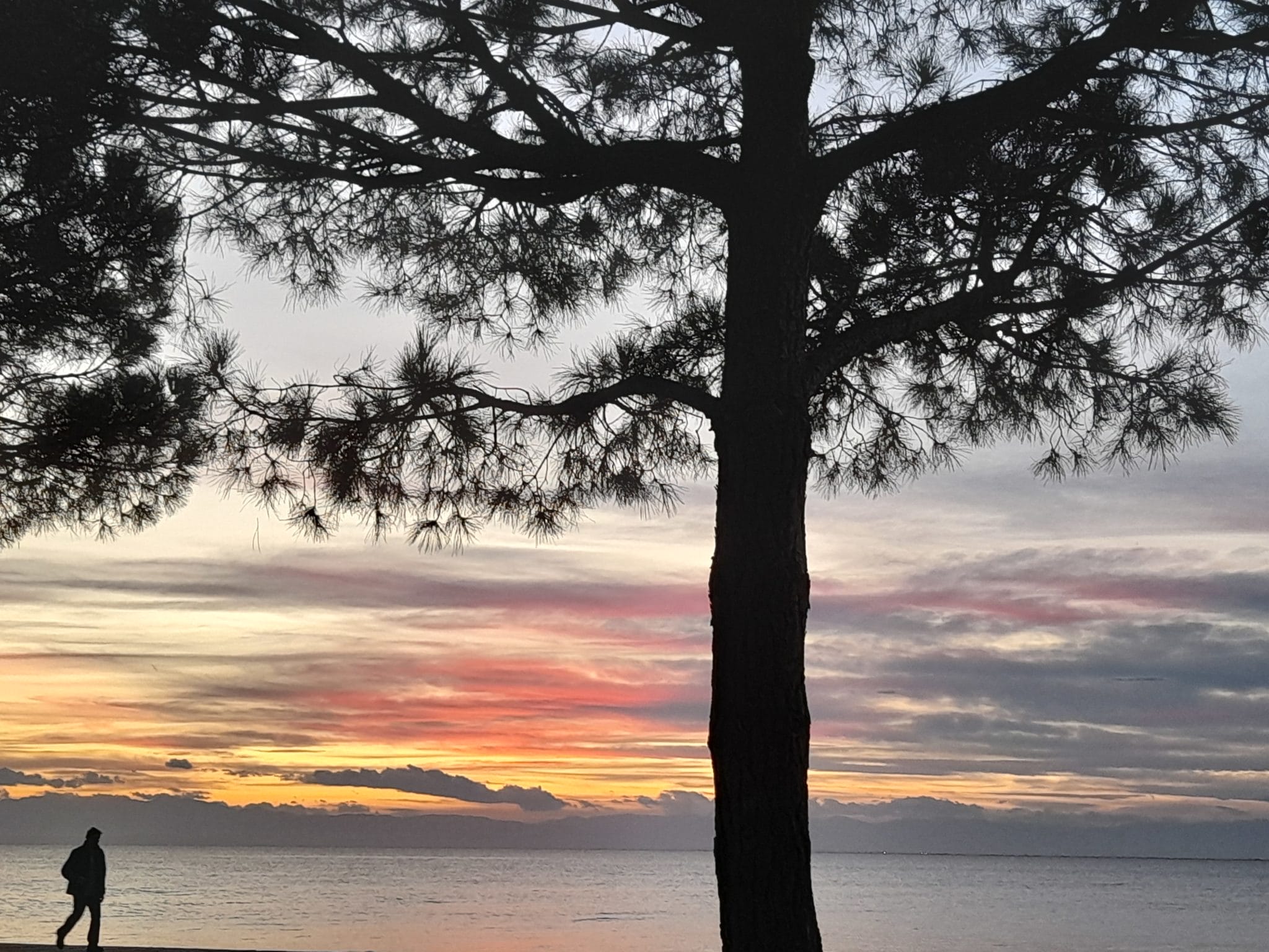 Silhouetted tree with a figure walking by the ocean at sunset